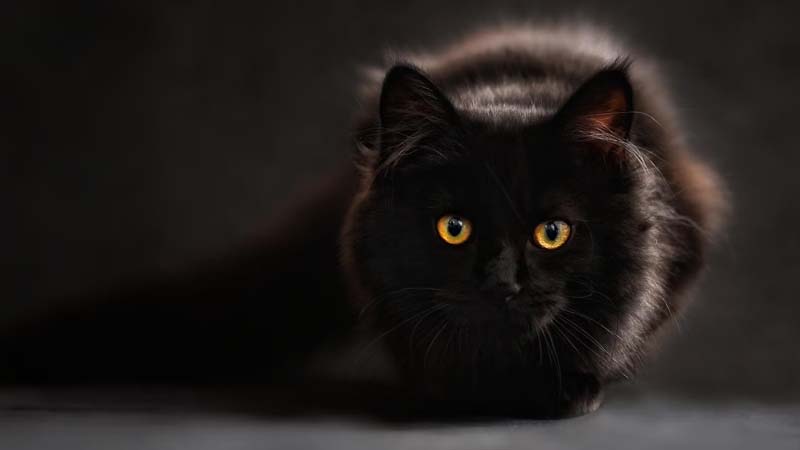 ฝันเห็นแมวดำให้โชค