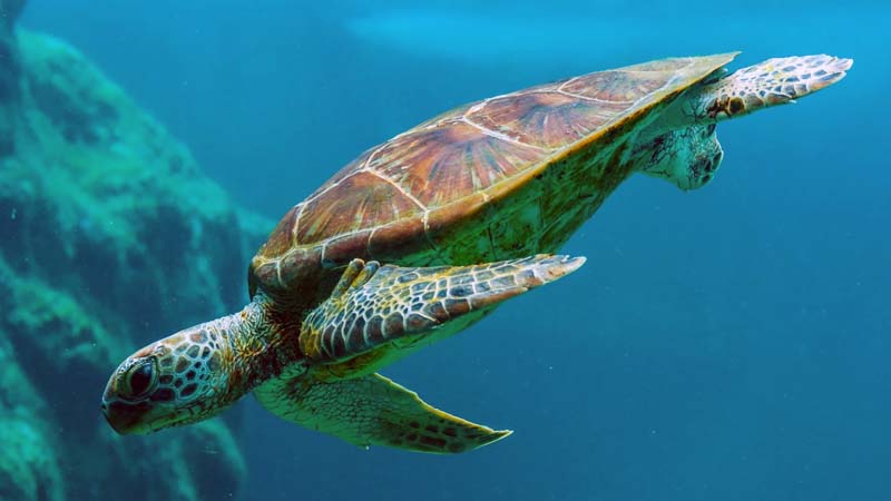 ฝันเห็นเต่าเลขเด็ด