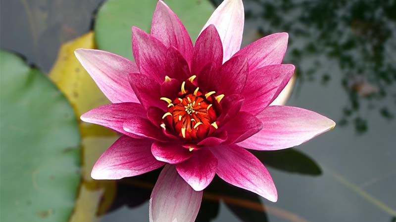 ฝันเห็นดอกบัวเลขเด็ด