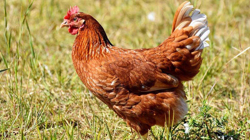 ฝันเห็นไก่เลขเด็ด